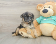 7 week old Mini Aussiedoodle Puppy For Sale - Lone Star Pups