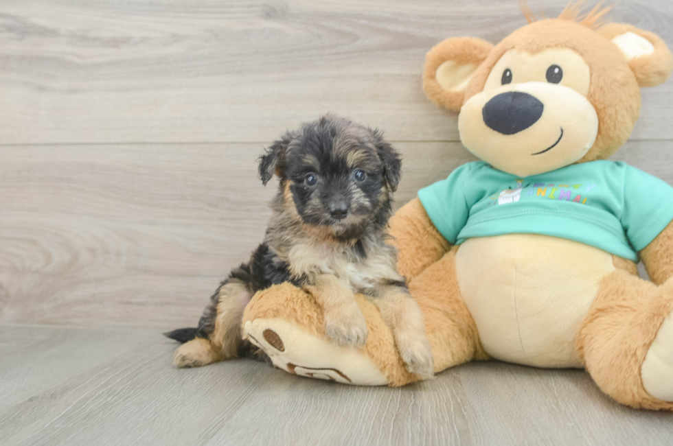 5 week old Mini Aussiedoodle Puppy For Sale - Lone Star Pups