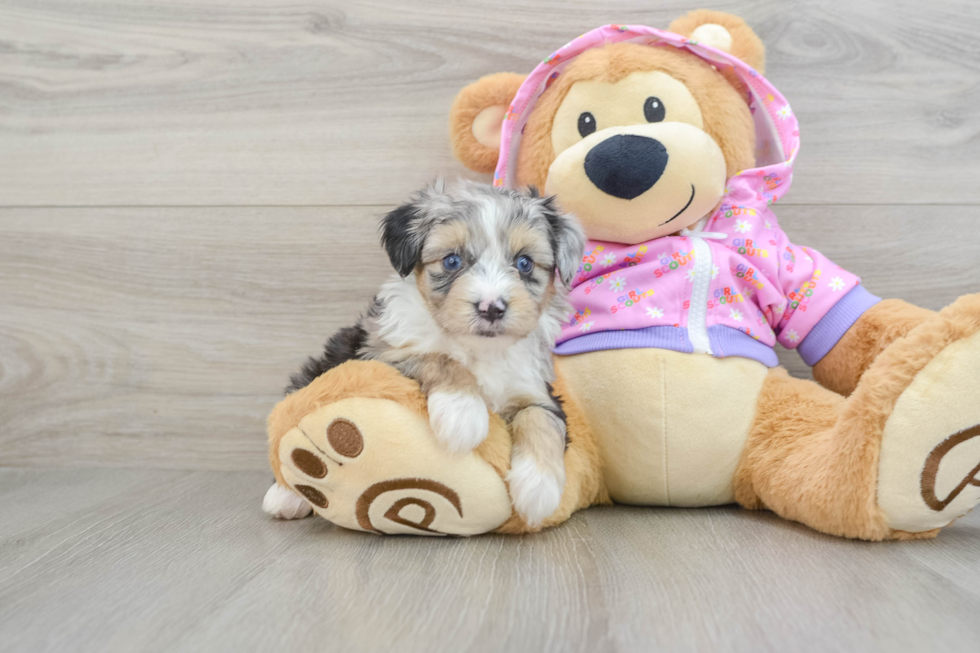 Small Mini Aussiedoodle Baby