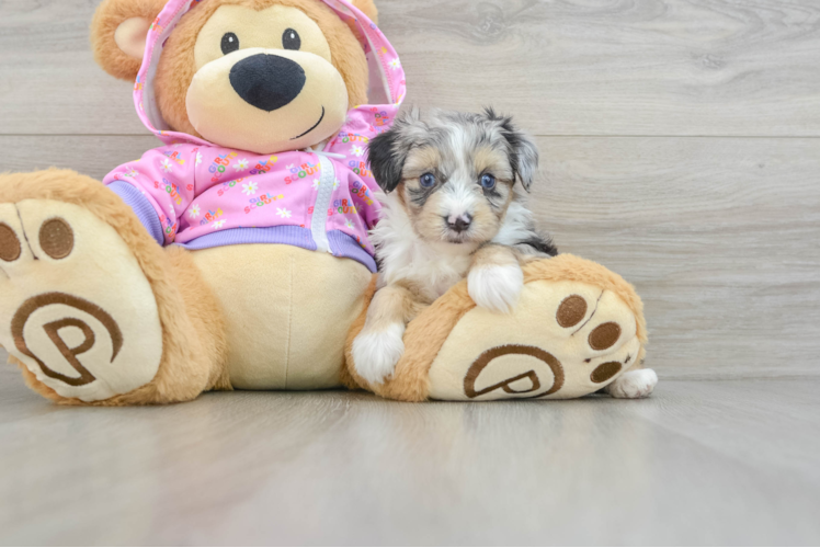 Mini Aussiedoodle Puppy for Adoption