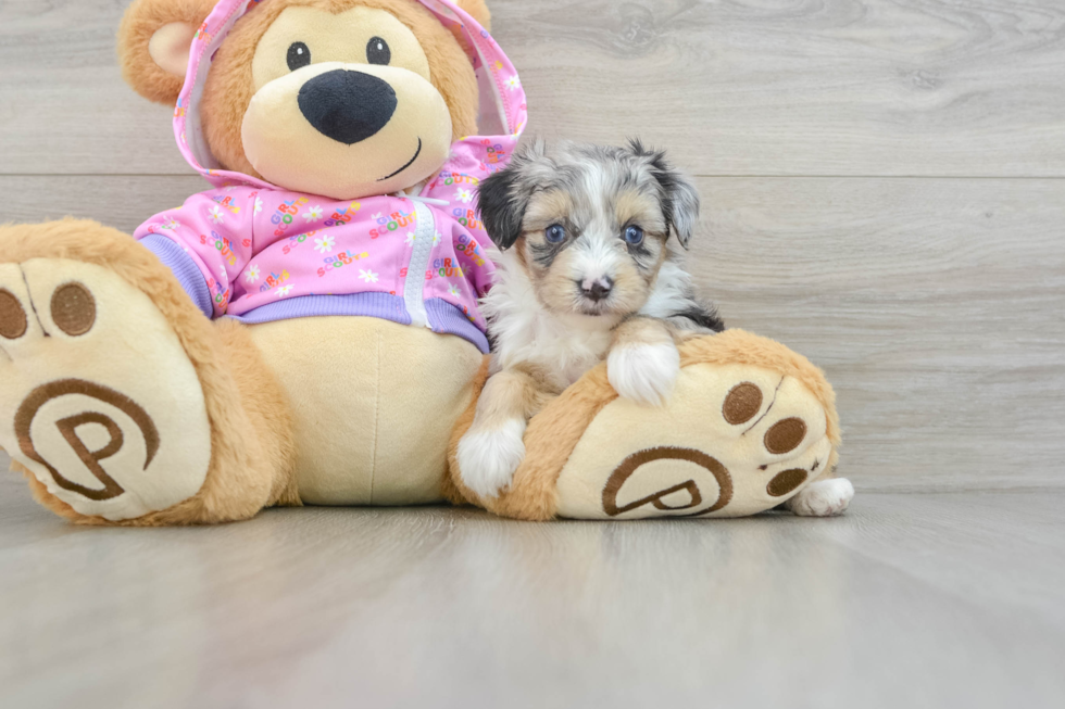 Mini Aussiedoodle Puppy for Adoption