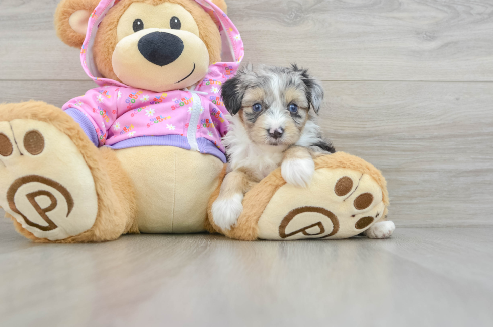 5 week old Mini Aussiedoodle Puppy For Sale - Lone Star Pups