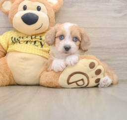 8 week old Mini Aussiedoodle Puppy For Sale - Lone Star Pups