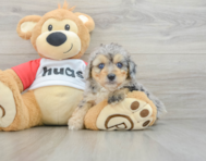 8 week old Mini Aussiedoodle Puppy For Sale - Lone Star Pups
