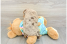 Sweet Mini Aussiedoodle Baby