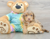 7 week old Mini Aussiedoodle Puppy For Sale - Lone Star Pups