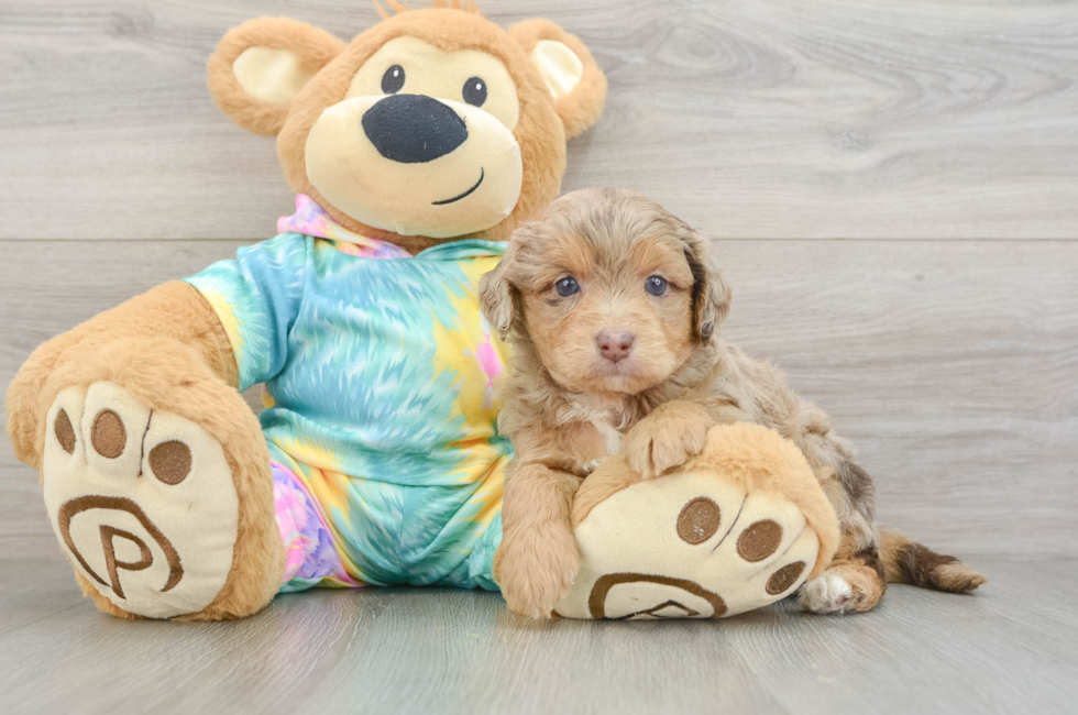 5 week old Mini Aussiedoodle Puppy For Sale - Lone Star Pups