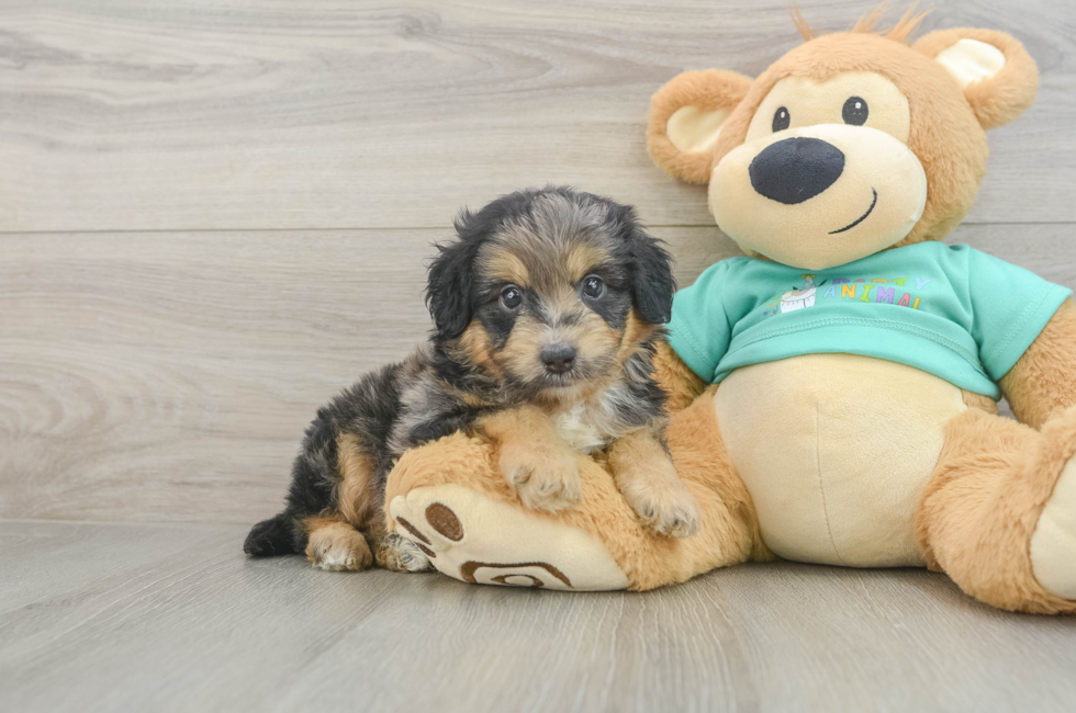 5 week old Mini Aussiedoodle Puppy For Sale - Lone Star Pups