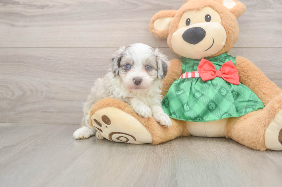 5 week old Mini Aussiedoodle Puppy For Sale - Lone Star Pups
