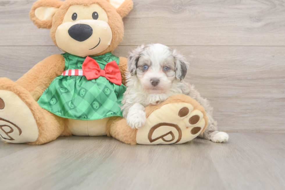 Mini Aussiedoodle Pup Being Cute