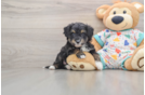 Mini Aussiedoodle Puppy for Adoption