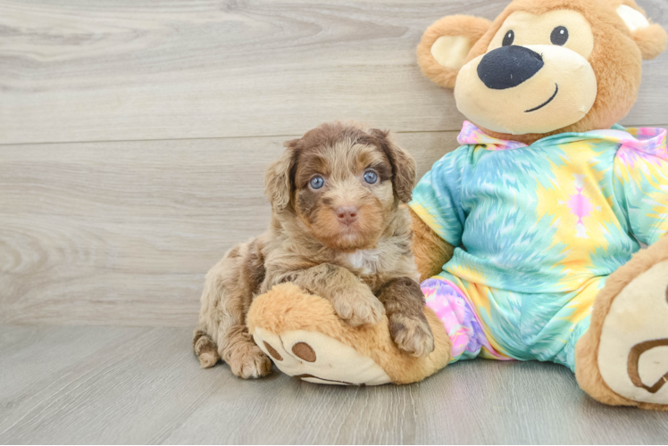 Popular Mini Aussiedoodle Poodle Mix Pup