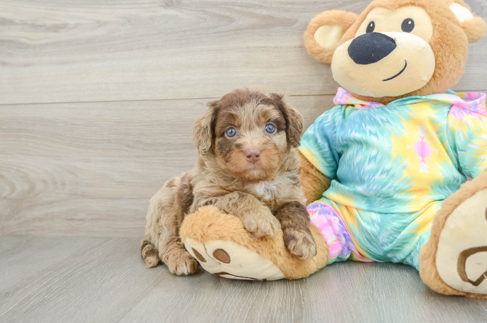 5 week old Mini Aussiedoodle Puppy For Sale - Lone Star Pups