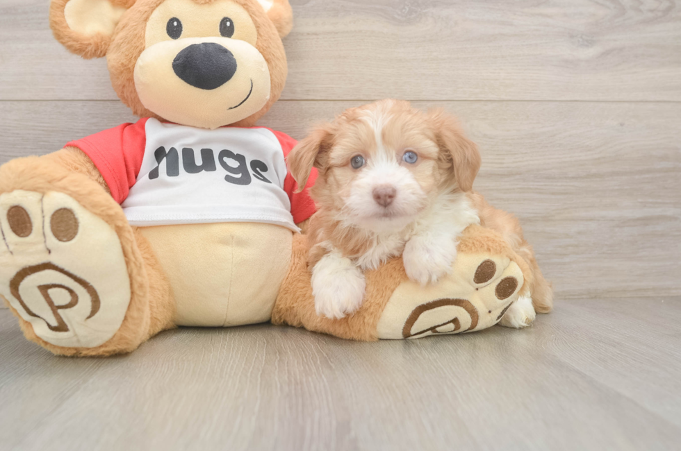 6 week old Mini Aussiedoodle Puppy For Sale - Lone Star Pups