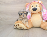 8 week old Mini Aussiedoodle Puppy For Sale - Lone Star Pups