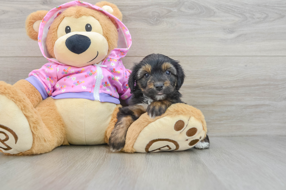 5 week old Mini Aussiedoodle Puppy For Sale - Lone Star Pups