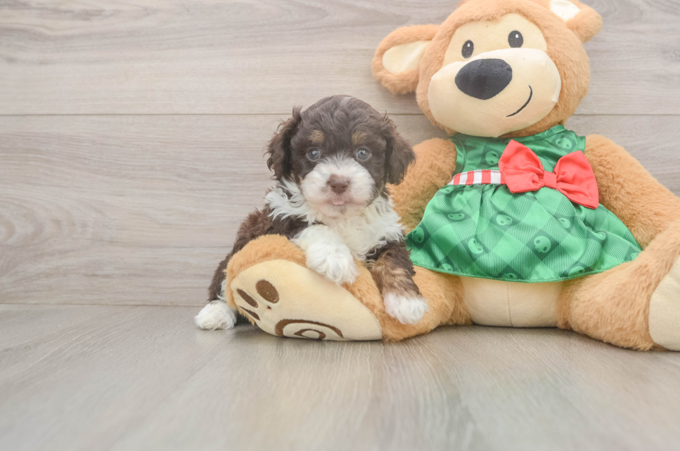 5 week old Mini Aussiedoodle Puppy For Sale - Lone Star Pups