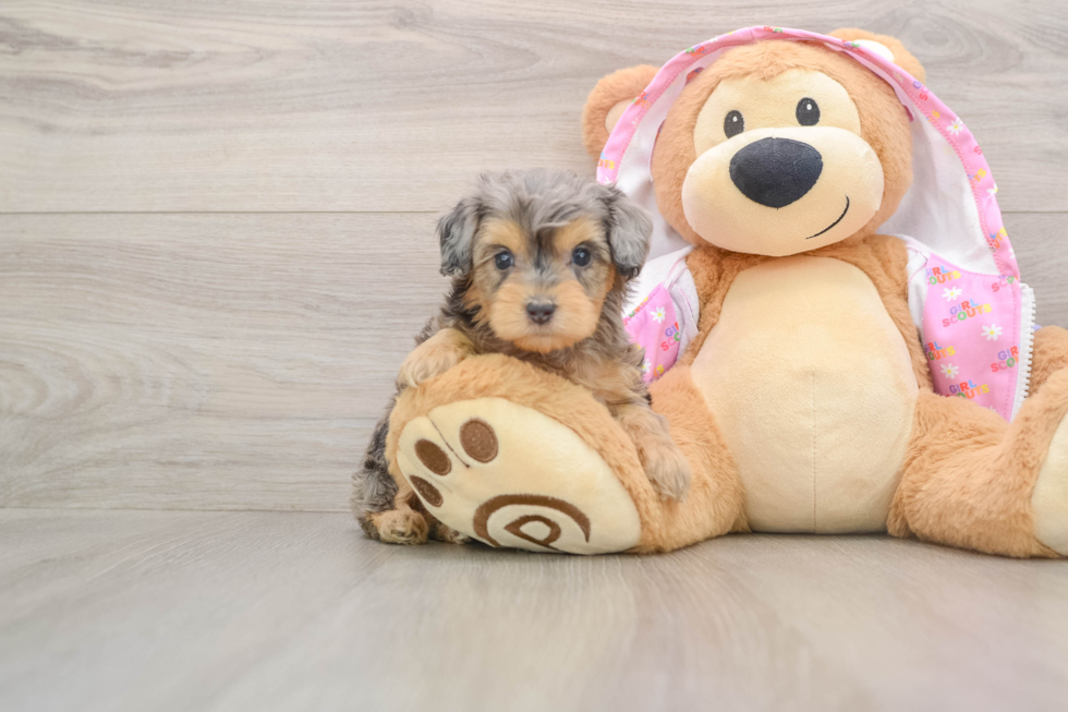 Mini Aussiedoodle Pup Being Cute