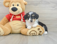 7 week old Mini Aussiedoodle Puppy For Sale - Lone Star Pups