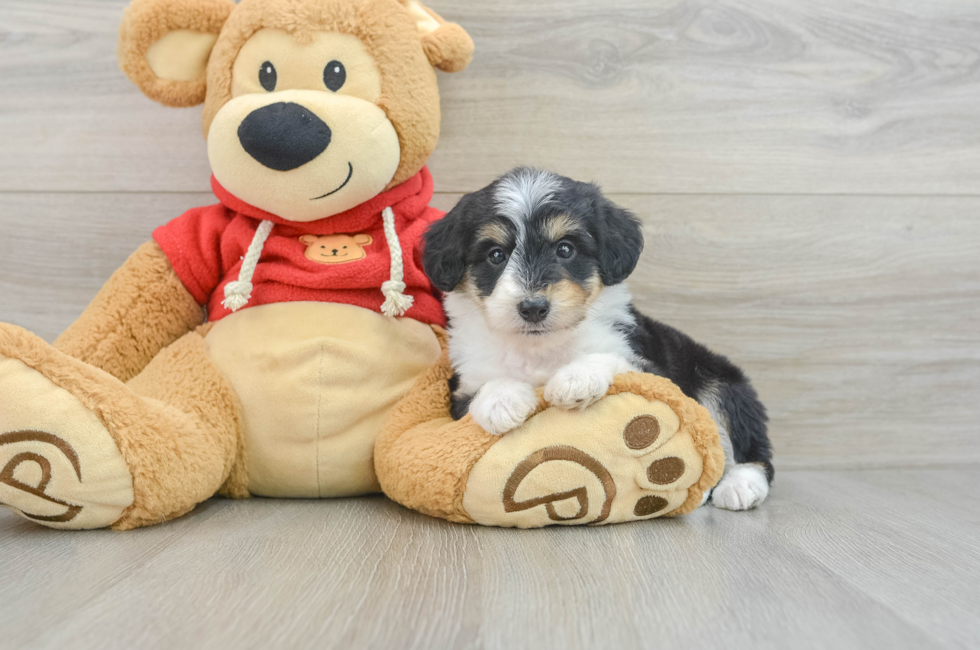 7 week old Mini Aussiedoodle Puppy For Sale - Lone Star Pups