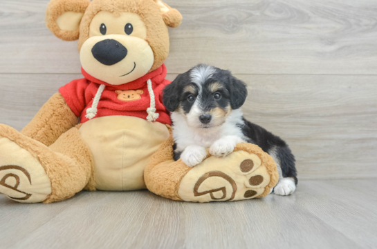 Sweet Mini Aussiedoodle Baby