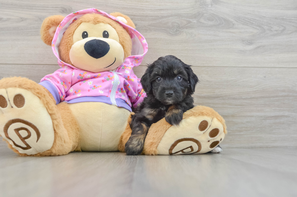 5 week old Mini Aussiedoodle Puppy For Sale - Lone Star Pups