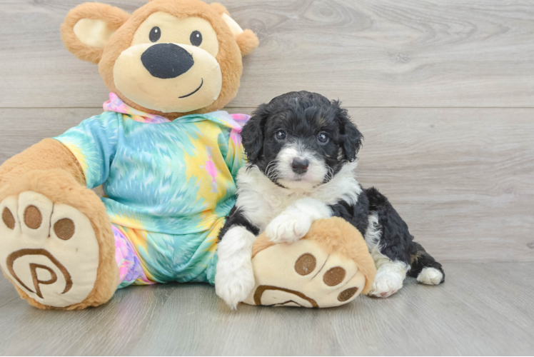 Playful Mini Aussiepoodle Poodle Mix Puppy