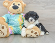 7 week old Mini Aussiedoodle Puppy For Sale - Lone Star Pups