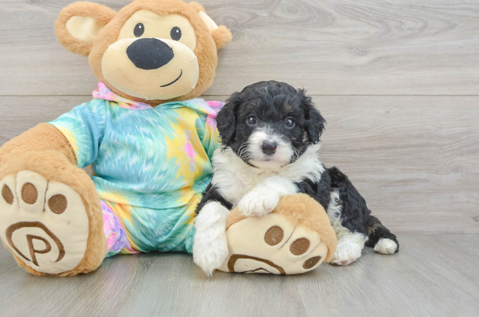 5 week old Mini Aussiedoodle Puppy For Sale - Lone Star Pups