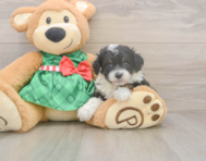 8 week old Mini Aussiedoodle Puppy For Sale - Lone Star Pups