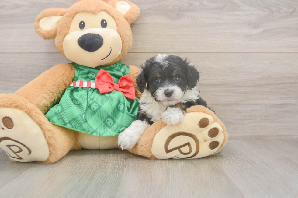 5 week old Mini Aussiedoodle Puppy For Sale - Lone Star Pups