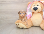 8 week old Mini Aussiedoodle Puppy For Sale - Lone Star Pups