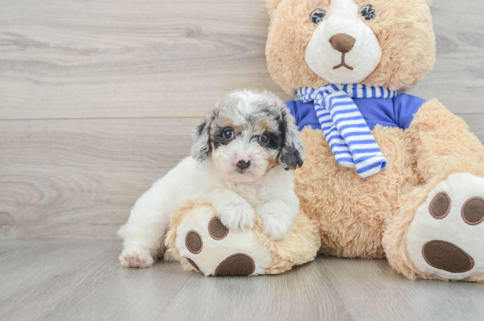 8 week old Mini Aussiedoodle Puppy For Sale - Lone Star Pups