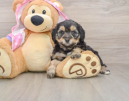 8 week old Mini Aussiedoodle Puppy For Sale - Lone Star Pups