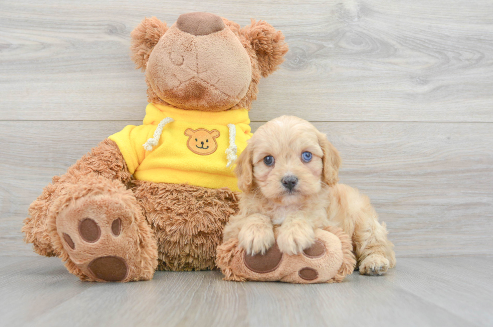 8 week old Mini Aussiedoodle Puppy For Sale - Lone Star Pups