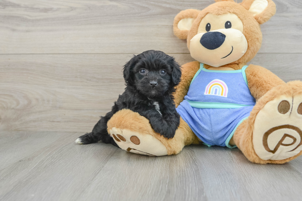 Energetic Aussie Poo Poodle Mix Puppy