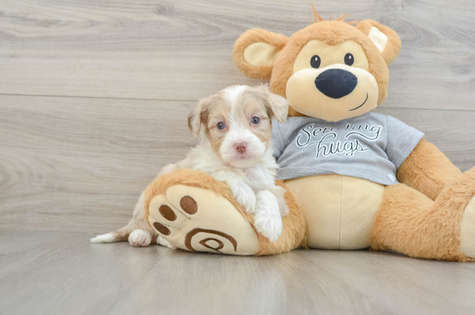 5 week old Mini Aussiedoodle Puppy For Sale - Lone Star Pups