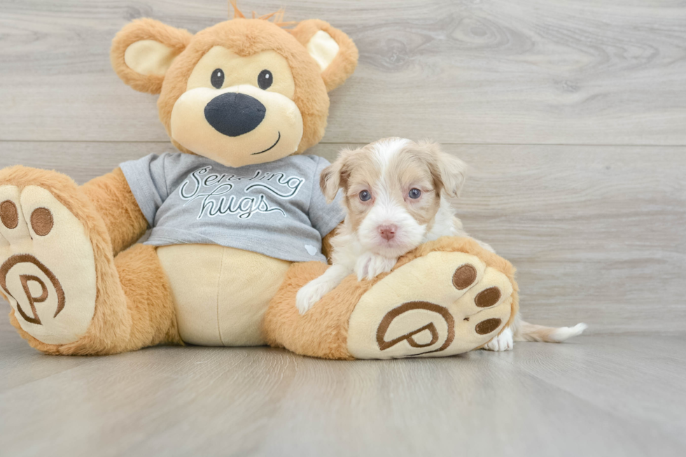 Mini Aussiedoodle Pup Being Cute