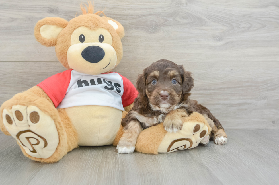 6 week old Mini Aussiedoodle Puppy For Sale - Lone Star Pups