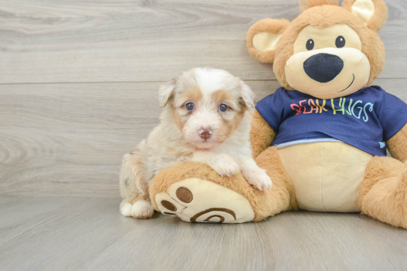 Meet Tiki - our Mini Aussiedoodle Puppy Photo 1/3 - Lone Star Pups