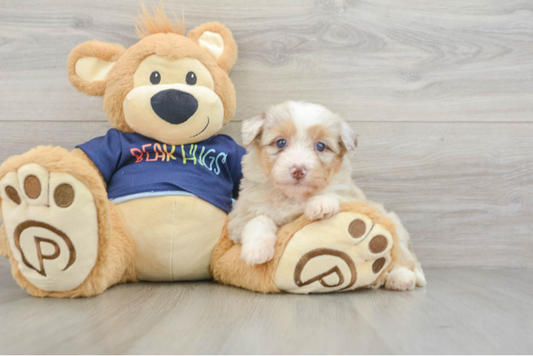 Sweet Mini Aussiedoodle Baby