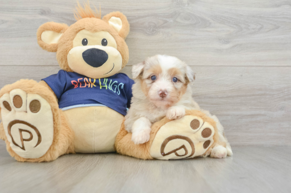 5 week old Mini Aussiedoodle Puppy For Sale - Lone Star Pups