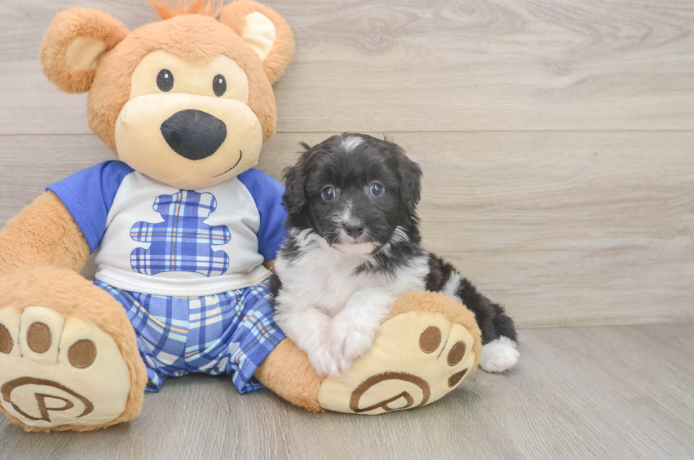 6 week old Mini Aussiedoodle Puppy For Sale - Lone Star Pups