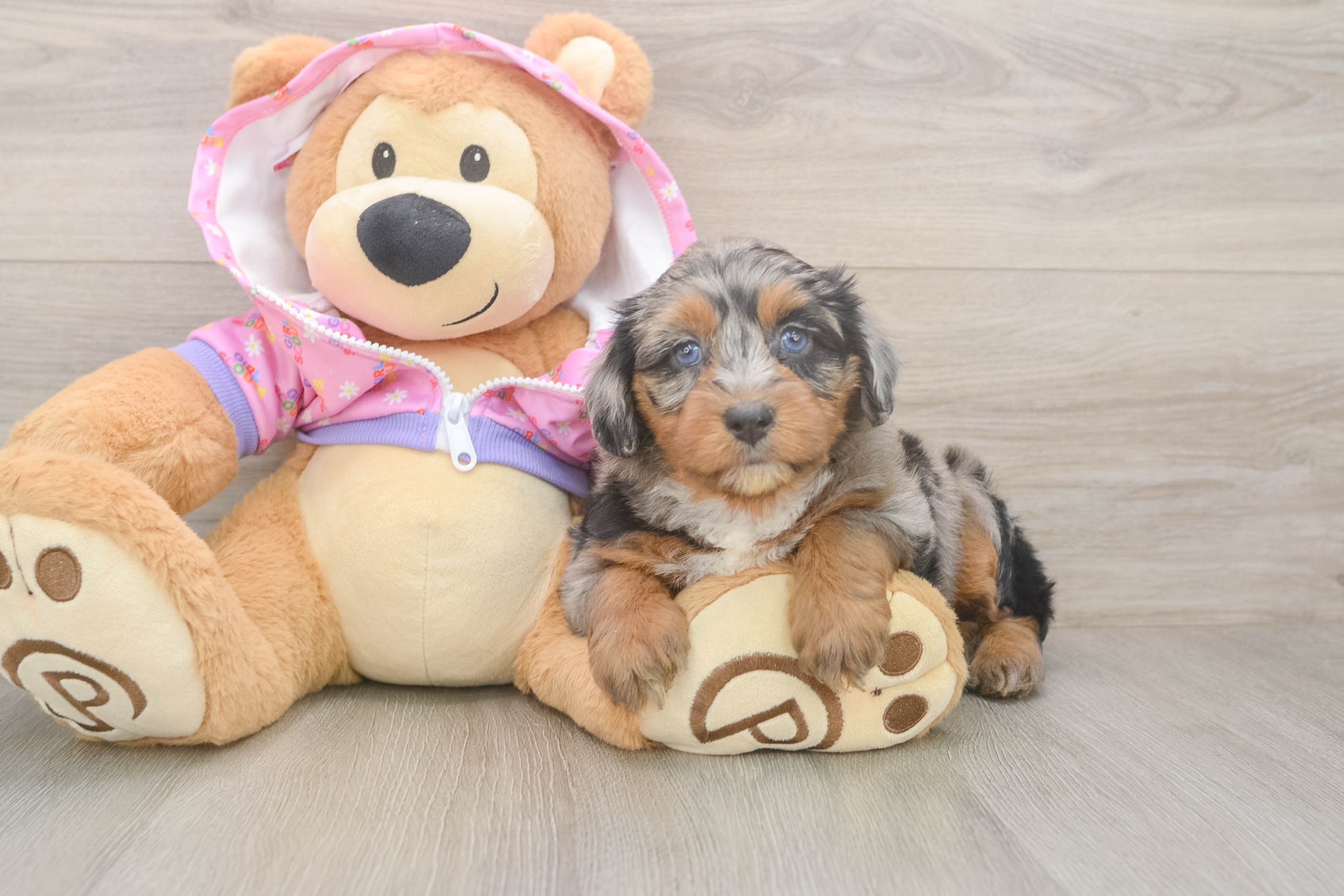Petite Mini Aussiedoodle Poodle Mix Pup