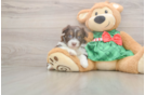 Popular Mini Aussiedoodle Poodle Mix Pup