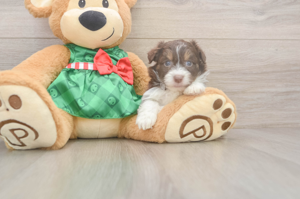 5 week old Mini Aussiedoodle Puppy For Sale - Lone Star Pups