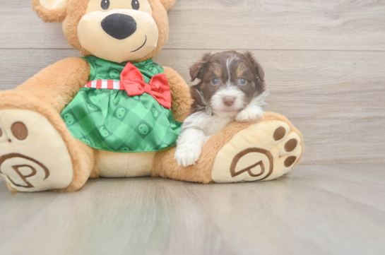 Mini Aussiedoodle Pup Being Cute