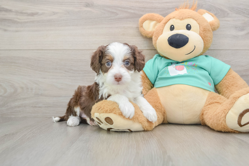 Small Mini Aussiedoodle Baby