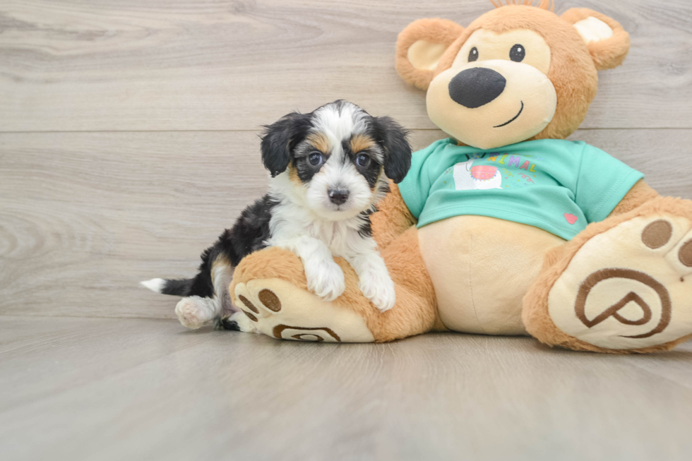 Hypoallergenic Aussiepoo Poodle Mix Puppy