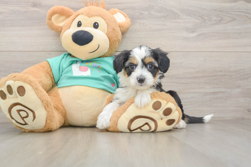 Mini Aussiedoodle Puppy for Adoption